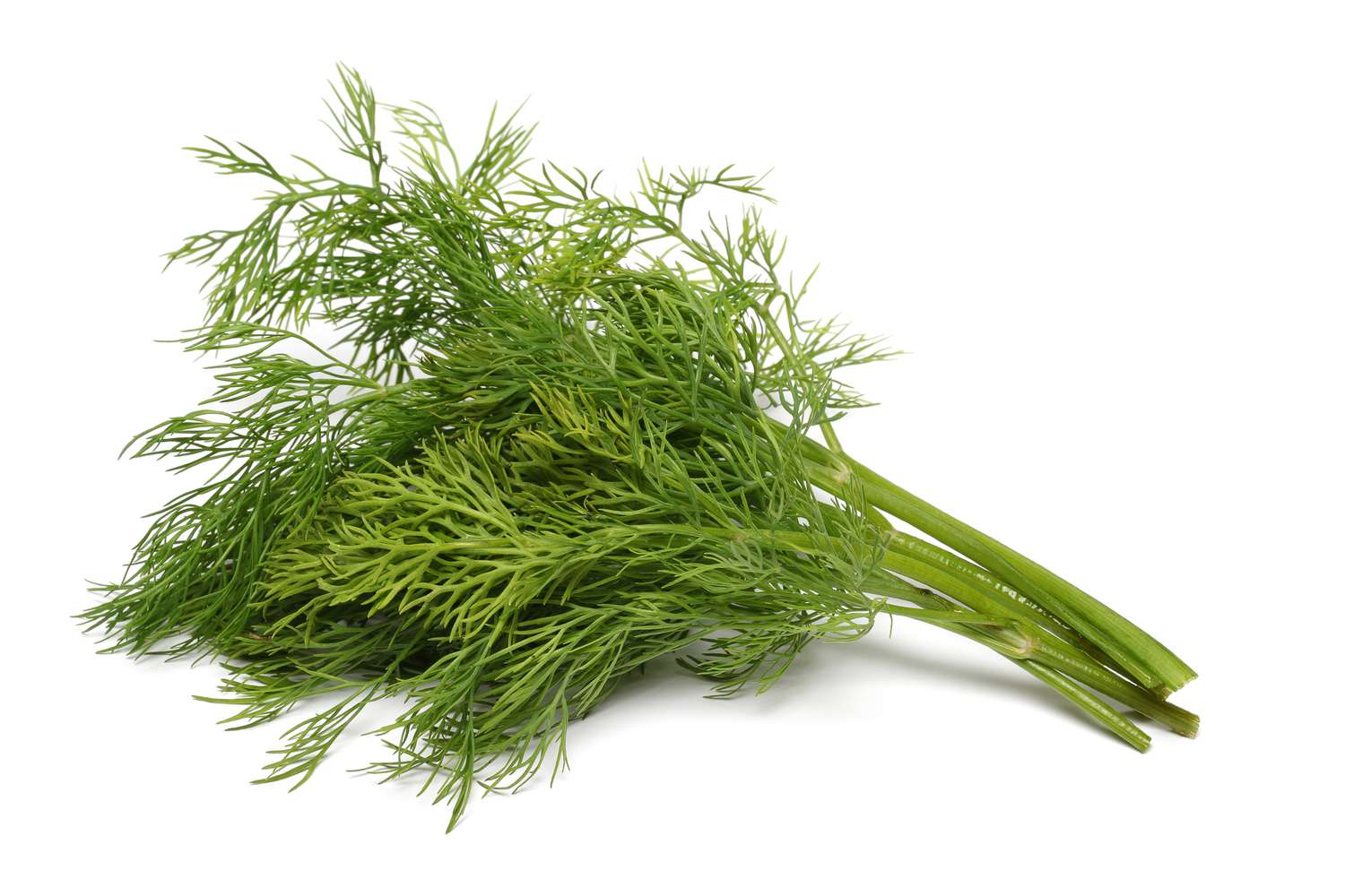 Dill Weed